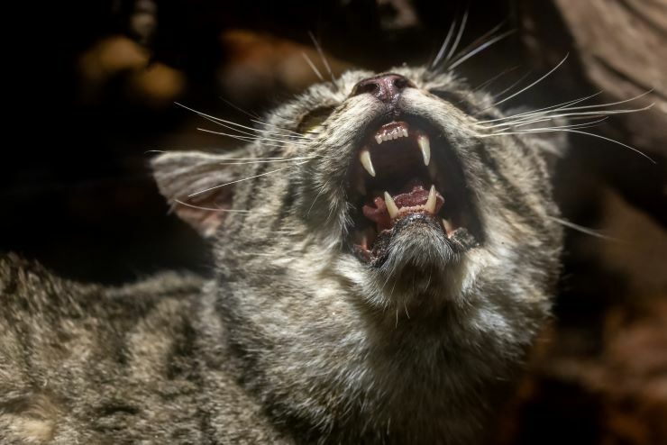 Odchyt divoce žijící kočky v Austrálii. shutterstock 2392660689