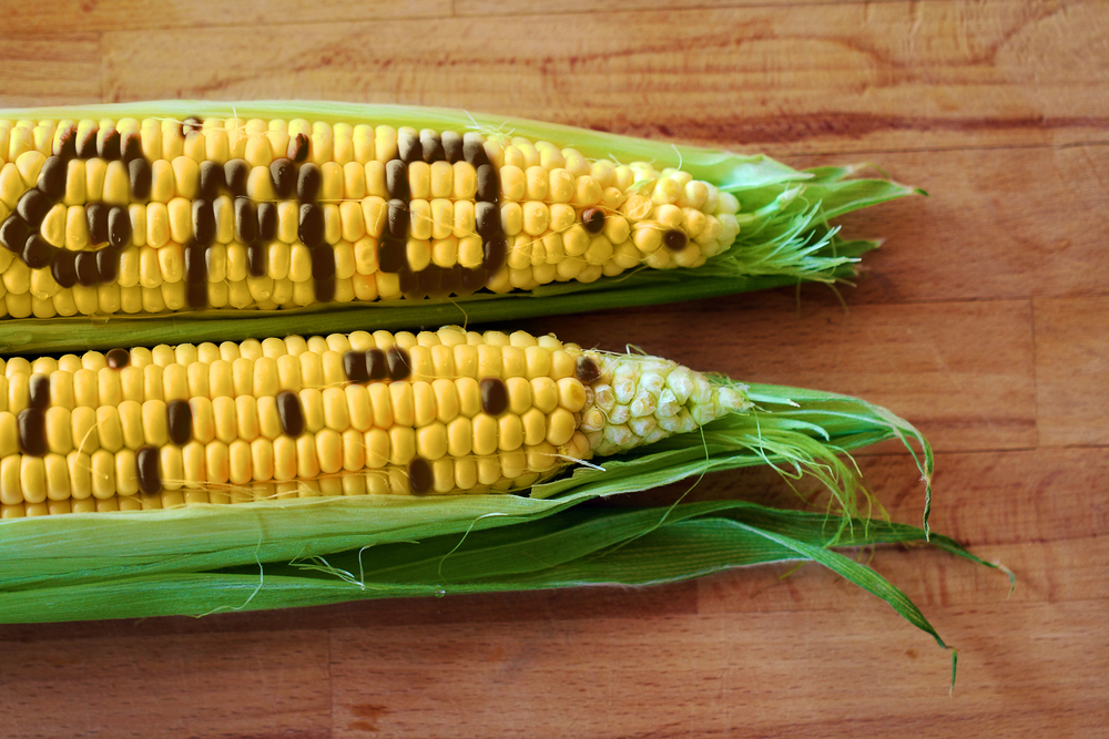 Proč jsou vlastně geneticky modifikované potraviny tak nebezpečné? gmo shutterstock 148204901