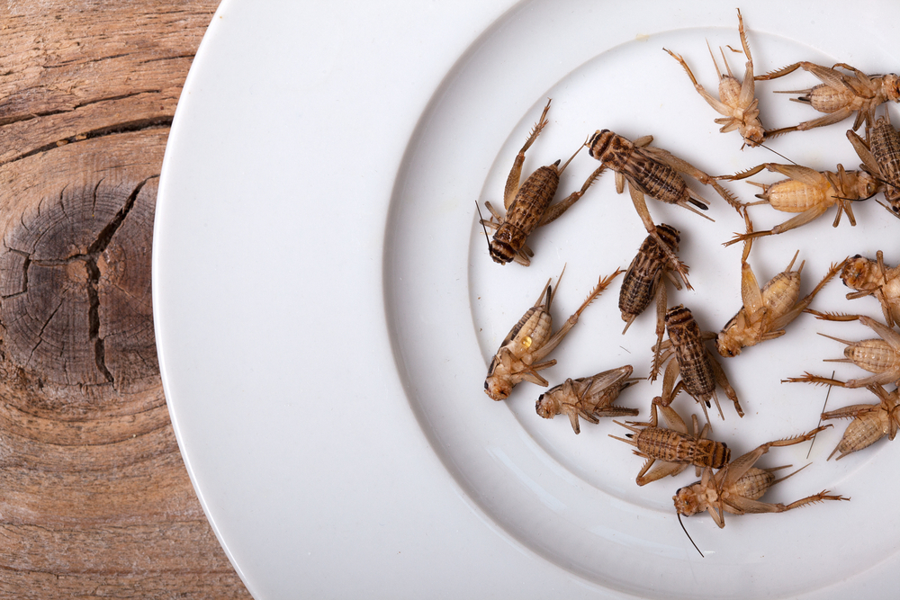 Více než dvě miliardy lidí na zemi denně konzumují brouky, motýly, můry, včely, vosy, mravence, kobylky, cvrčky a sarančata. menu z roku 2030 shutterstock 60836812