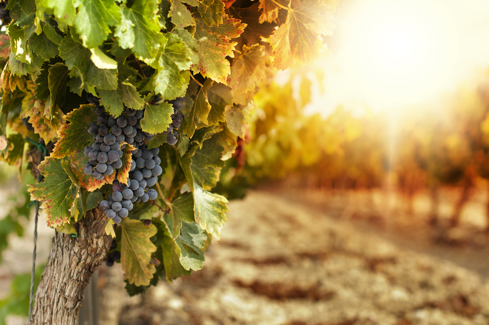 Vínééčko bílééé... vinobraní je posledním svátkem roku, který se slaví pod širým nebem. vinobrani shutterstock 115821670
