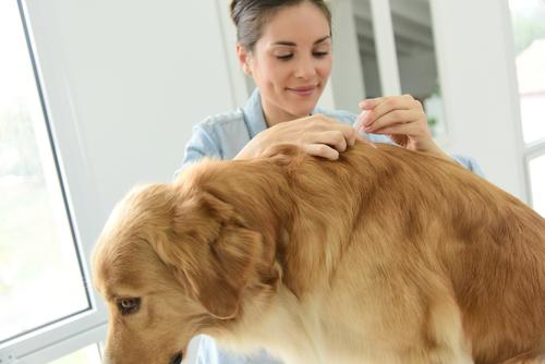 Prevence je důležitá, chraňte sebe i svého mazlíčka různými spreji či obojky. zvireci nemoci shutterstock 332360267