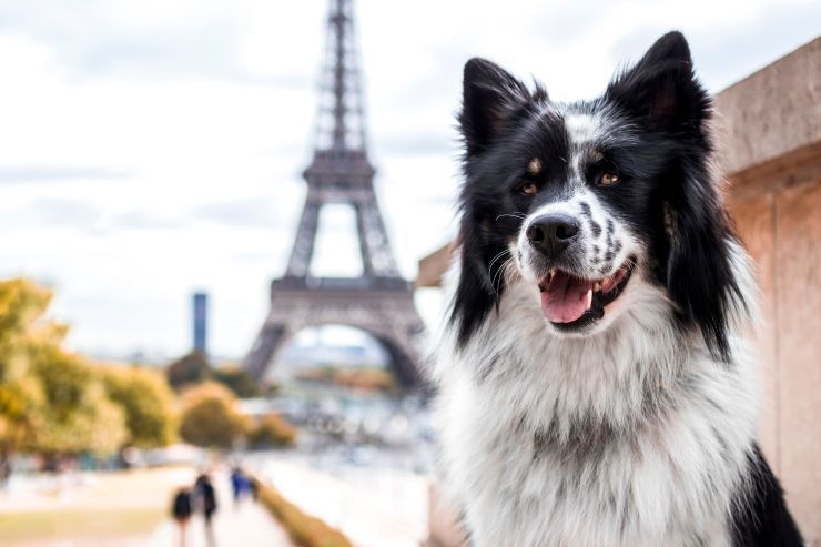 Bonjour Tintin! paris shutterstock 1196238013 small